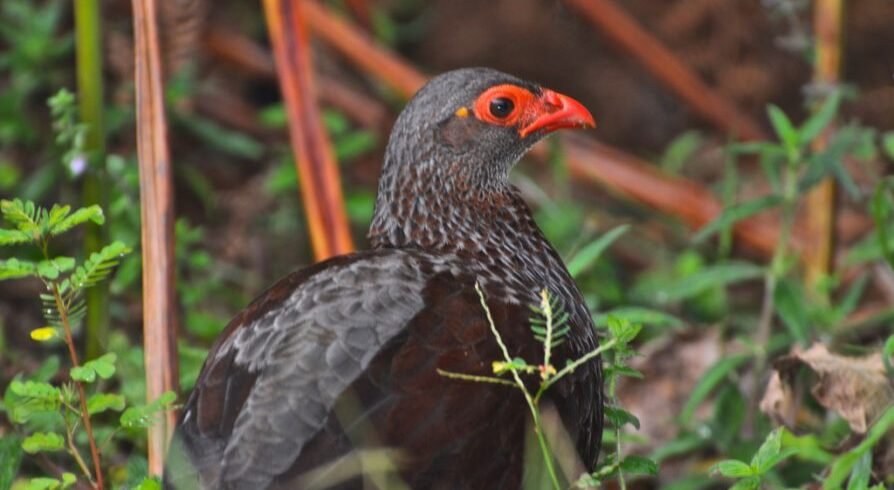 Handsome-Francolin