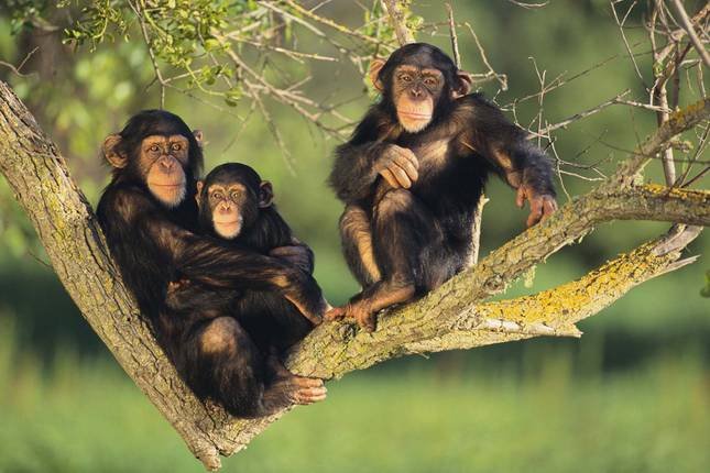 Kibale-forest-Chimps